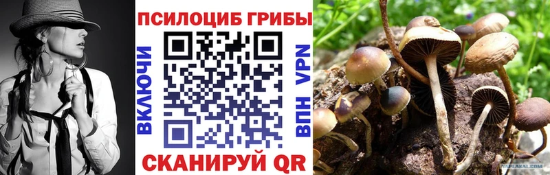 Галлюциногенные грибы Psilocybine cubensis Купить Княгинино